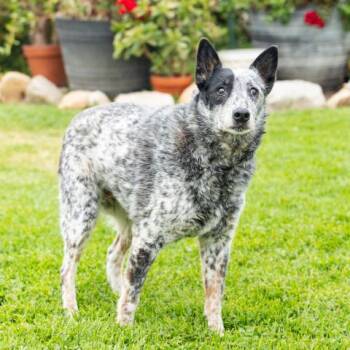 BLEU CHEESE -  Australian Cattle Dog Blue Heeler Dog for Adoption in Camarillo, California - BLEU CHEESE | PetCurious