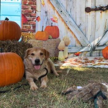 Cattle Dog and Australian Shepherd Dogs Available for Adoption - Cooper | PetCurious