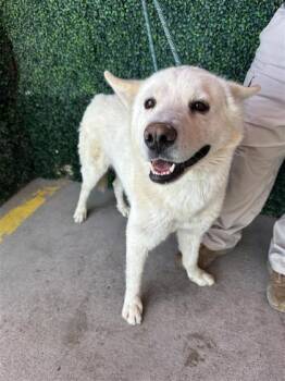 61080052 -  Siberian Husky and Mixed Breed Dog for Adoption in El Paso, Texas - 61080052 | PetCurious