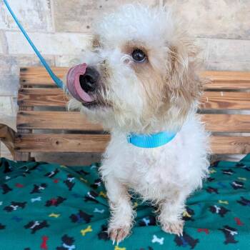 Squeaky -  Maltese Dog for Adoption in Chico, California - Squeaky | PetCurious
