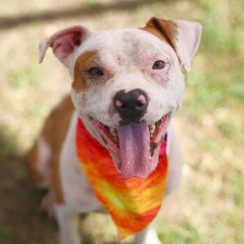 POOH BEAR -  American Staffordshire Terrier Dog for Adoption in San Antonio, Texas - POOH BEAR | PetCurious