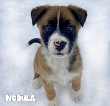 Shepherd and Boxer Dogs Available for Adoption - Nebula  | PetCurious