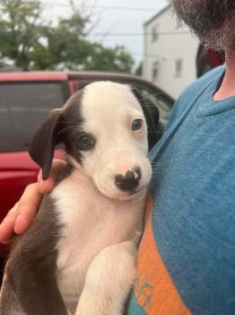 Frankie -  Chihuahua and Pit Bull Terrier Dog for Adoption in Indianapolis, Indiana - Frankie | PetCurious