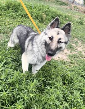 Luna -  German Shepherd Dog and Husky Dog for Adoption in Grant, Nebraska - Luna | PetCurious