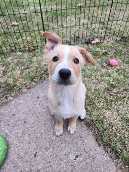 Terrier Dogs Available for Adoption in New London, Wisconsin - Sparrow | PetCurious