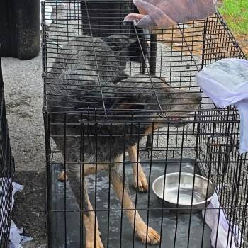 Bluey -  Shepherd and Mixed Breed Dog for Adoption in Rossville, Georgia - Bluey | PetCurious