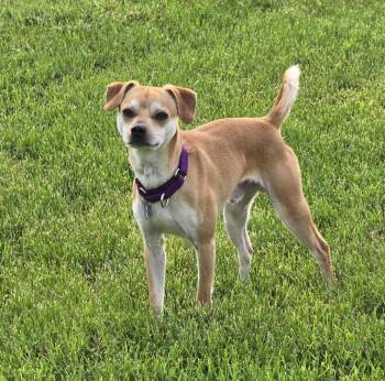 Scooby -  Chihuahua Dog for Adoption in Jamestown, North Dakota - Scooby | PetCurious