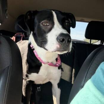 Nessie -  Mixed Breed Dog for Adoption in Marshall, Virginia - Nessie | PetCurious