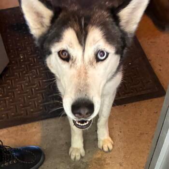 Ariel -  Husky Dog for Adoption in Philadelphia, Pennsylvania - Ariel | PetCurious