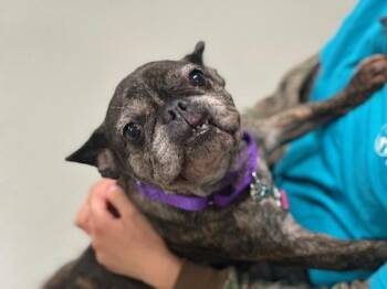 Brazil -  French Bulldog Dog for Adoption - Brazil | PetCurious