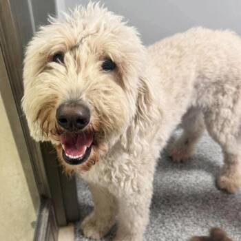 Penny 2 -  Golden Retriever and Poodle Dog for Adoption in Wichita, Kansas - Penny 2 | PetCurious
