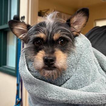 Terrier Dogs Available for Adoption in Pasadena, California - Bacon | PetCurious