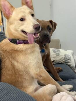 Cairo -  Shepherd Dog for Adoption in Germantown, Ohio - Cairo | PetCurious