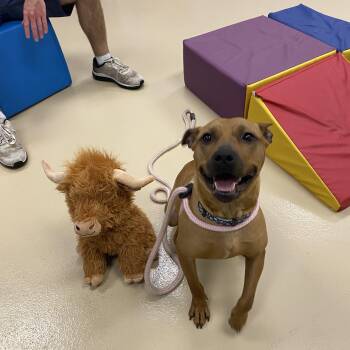 Rescue American Staffordshire Terrier and Pit Bull Terrier Dogs for Adoption in Oceanport, New Jersey - Marilyn | PetCurious