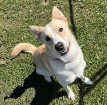 Rescue Yellow Labrador Retriever and Siberian Husky Dogs for Adoption in Belmont, New York - Jack | PetCurious