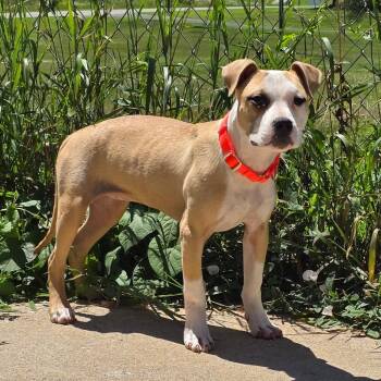 Sunny -  Mixed Breed Dog for Adoption in Owosso, Michigan - Sunny | PetCurious
