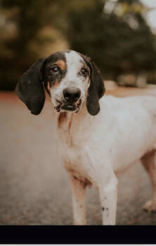 Rescue Coonhound Dogs for Adoption in Marietta, Georgia - Janice | PetCurious