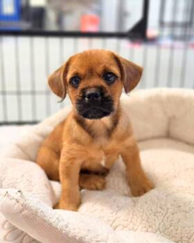 Tuck -  Yorkshire Terrier and French Bulldog Dog for Adoption in Novato, California - Tuck | PetCurious