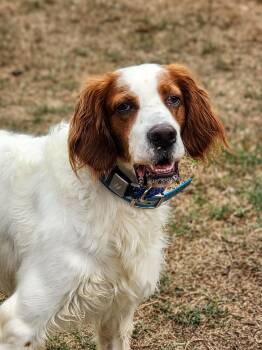 English Setter Dogs Available for Adoption in Fair Oaks, Texas - Sonny | PetCurious