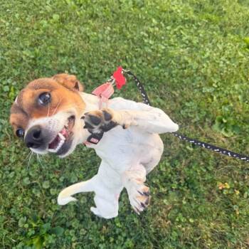 Pixie -  Chihuahua Dog for Adoption in Salamanca, New York - Pixie | PetCurious