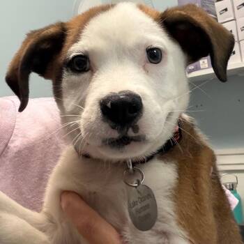 Kyle -  Mixed Breed Dog for Adoption in Greensboro, Georgia - Kyle | PetCurious
