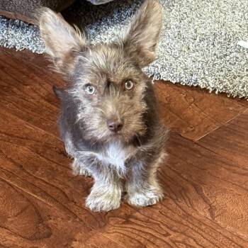 Cairn Terrier Dogs Available for Adoption in Oklahoma City, Oklahoma - Conway | PetCurious