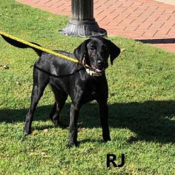 RJ -  Labrador Retriever and Hound Dog for Adoption in Washington, Georgia - RJ | PetCurious