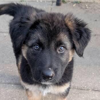 Shepherd Dogs Available for Adoption in Normal, Illinois - Sploot | PetCurious