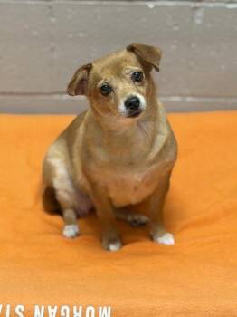 Honey Ham -  Chihuahua Dog for Adoption in Sacramento, California - Honey Ham | PetCurious
