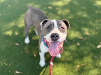 Pit Bull Terrier Dogs Available for Adoption in Antioch, California - DIORA | PetCurious