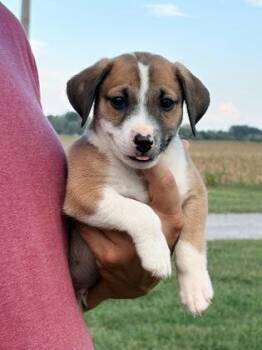 Axel -  Australian Shepherd and Dachshund Dog for Adoption in Morton Grove, Illinois - Axel | PetCurious