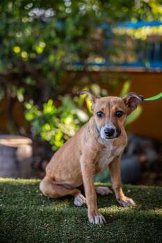 Rescue Rat Terrier Dogs for Adoption in Anacortes, Washington - Nelly | PetCurious