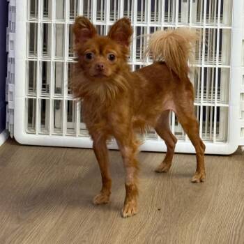 Kermit -  Chihuahua Dog for Adoption in Lagrange, Georgia - Kermit | PetCurious