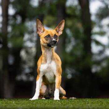 Susan -  Mixed Breed Dog for Adoption in Jupiter, Florida - Susan | PetCurious