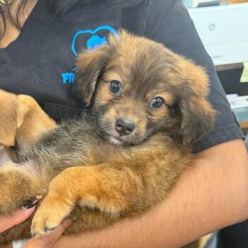 Columbia -  Mixed Breed Dog for Adoption in Rockville, Maryland - Columbia | PetCurious