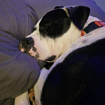 Pit Bull Terrier and English Bulldog Dogs Available for Adoption - Apollo | PetCurious