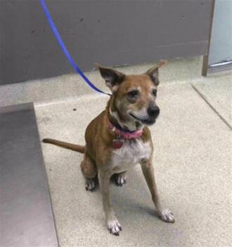 Parson Russell Terrier and Mixed Breed Dogs Available for Adoption in Tallahassee, Florida - LOLA | PetCurious