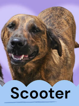 Rescue Boxer and Mixed Breed Dogs for Adoption in Biloxi, Mississippi - Scooter | PetCurious