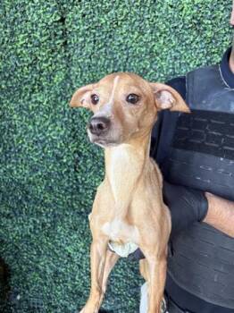 Chihuahua and Mixed Breed Dogs Available for Adoption - Bella | PetCurious