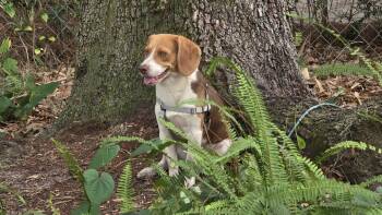 Gustopher -  Beagle Dog Available for Adoption in Odessa, Florida - Gustopher | PetCurious
