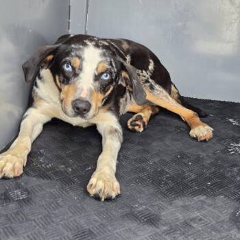 Catahoula Leopard Dog Dogs Available for Adoption in Newark, New Jersey - Penny | PetCurious