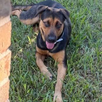 Bridget -  Rottweiler and Mixed Breed Dog for Adoption in Polk, Ohio - Bridget | PetCurious