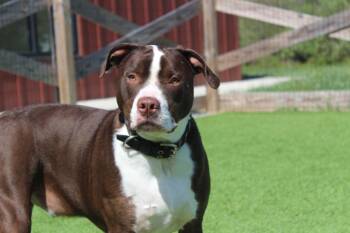 Pit Bull Terrier Dogs Available for Adoption in Chestertown, Maryland - Buc-ee | PetCurious