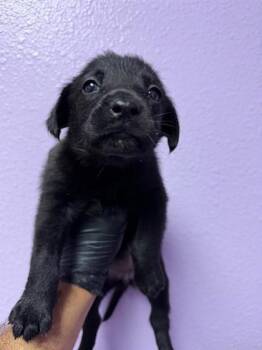 61312807 -  Mixed Breed Dog for Adoption in El Paso, Texas - 61312807 | PetCurious