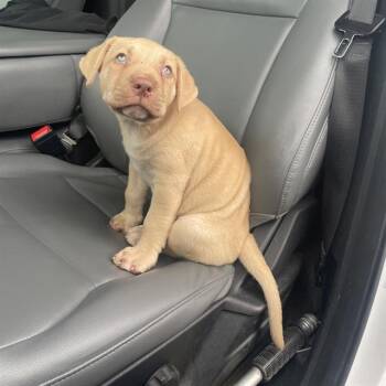 LUTHOR -  Labrador Retriever Dog for Adoption in San Antonio, Texas - LUTHOR | PetCurious