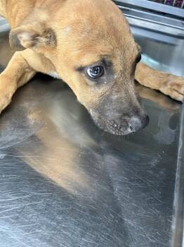 BASH -  Mixed Breed Dog for Adoption in Dallas, Texas - BASH | PetCurious