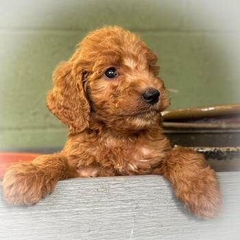 Goldendoodle Dogs Available for Adoption - Peanut Butter  | PetCurious