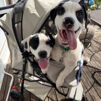 Augustus Gus Gus CM -  Jack Russell Terrier and Basset Hound Dog for Adoption - Augustus Gus Gus CM | PetCurious