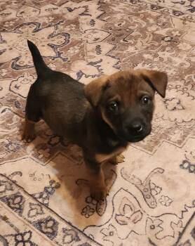 Rescue Mixed Breed Dogs for Adoption in Racine, Wisconsin - Dining Chair | PetCurious