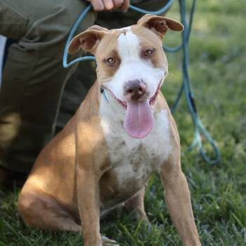 NEISHA -  Pit Bull Terrier and Mixed Breed Dog for Adoption in Modesto, California - NEISHA | PetCurious